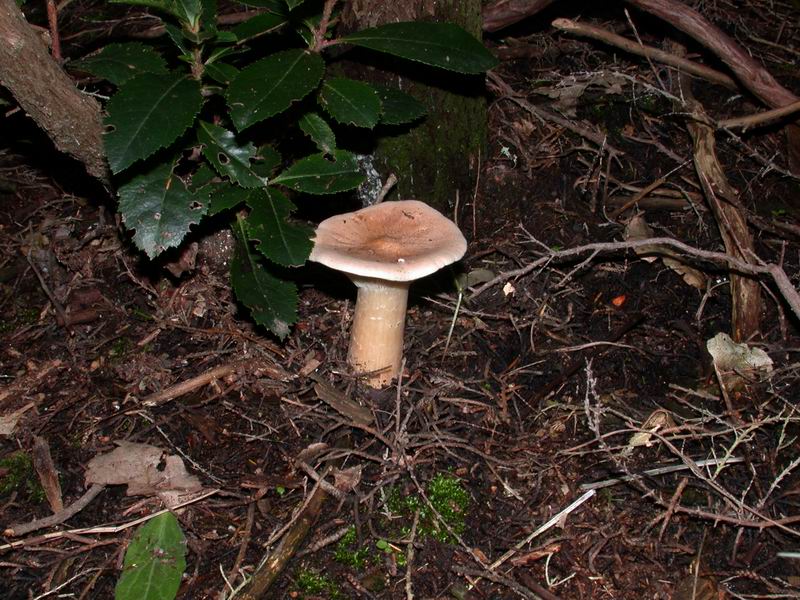 Un gradito ritrovamento....(Clitocybe geotropa)
